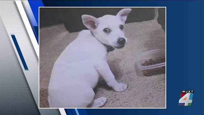 ‘Why would anybody do this?’: Chihuahua mix dies after children abuse it at Middleburg boat ramp