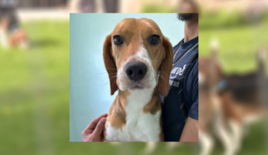 Ridglan Farms beagle dies in suspected alligator attack in Florida