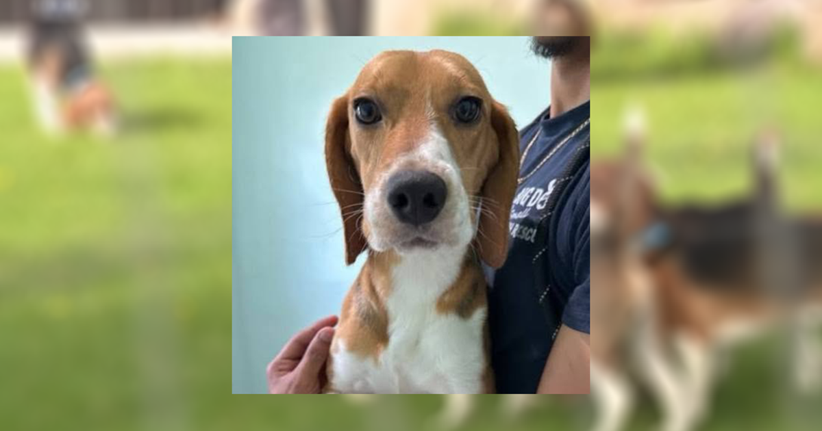 Ridglan Farms beagle dies in suspected alligator attack in Florida