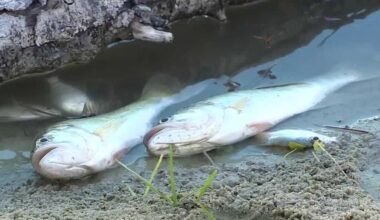 Dead fish in Port St. Lucie lake raise concerns among residents