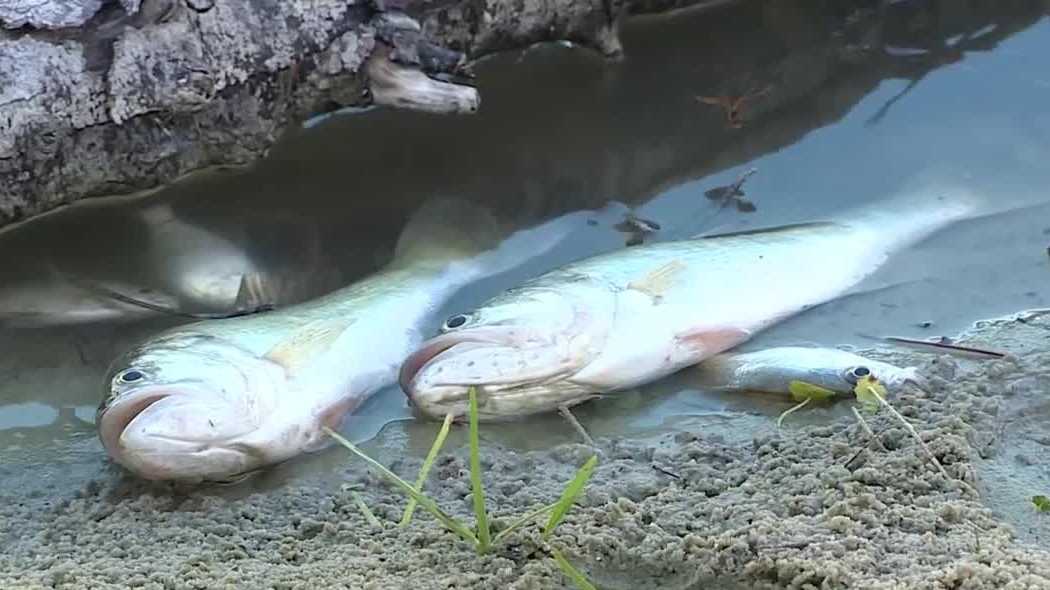 Dead fish in Port St. Lucie lake raise concerns among residents
