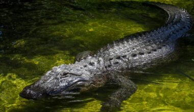 Over 400 alligators removed from Walt Disney World in the last 10 years