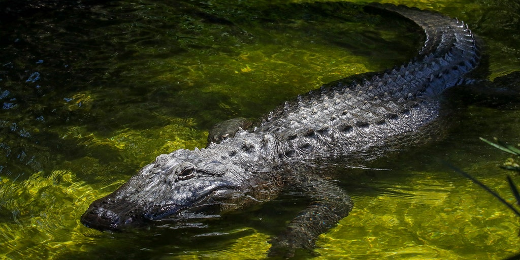 Over 400 alligators removed from Walt Disney World in the last 10 years
