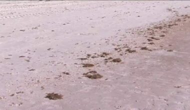 Sargassum seaweed returns to Jacksonville Beach, creating odor and cleanup challenges