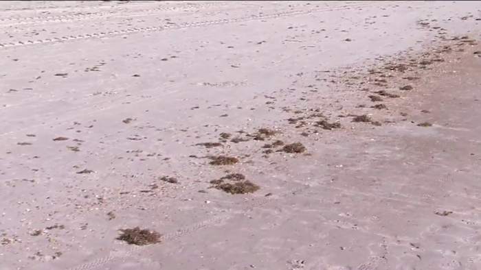 Sargassum seaweed returns to Jacksonville Beach, creating odor and cleanup challenges