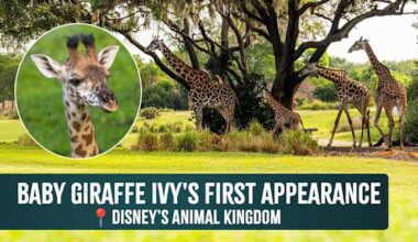 🦒Ivy the baby Masai giraffe makes her debut on Kilimanjaro Safaris at Disney’s Animal Kingdom