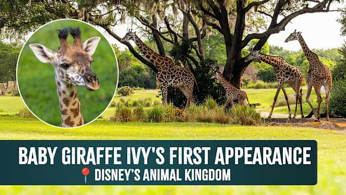 🦒Ivy the baby Masai giraffe makes her debut on Kilimanjaro Safaris at Disney’s Animal Kingdom