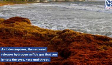 Record sargassum invasion leaves South Florida beachgoers holding their noses