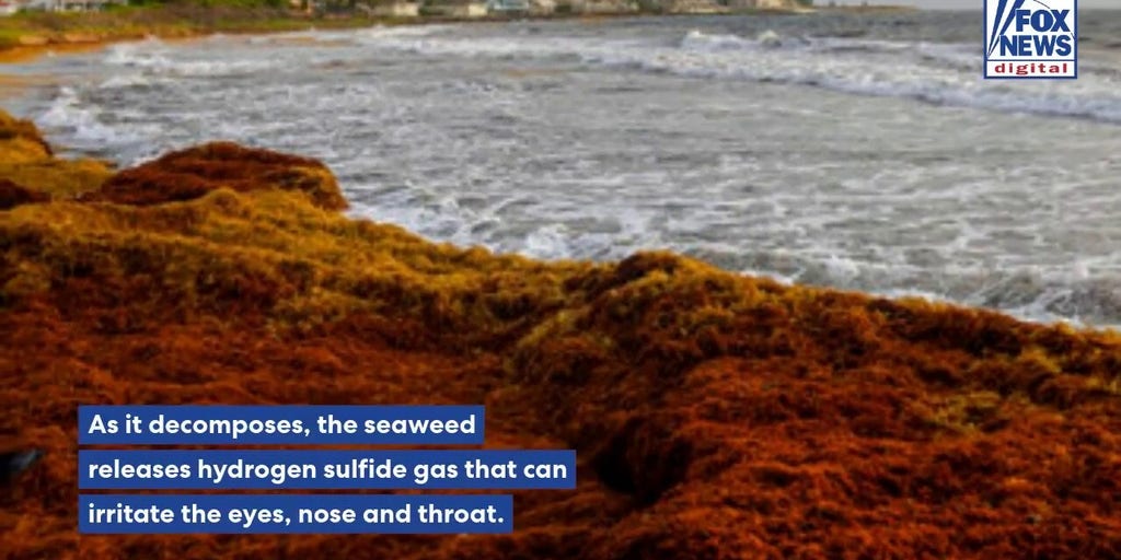 Record sargassum invasion leaves South Florida beachgoers holding their noses
