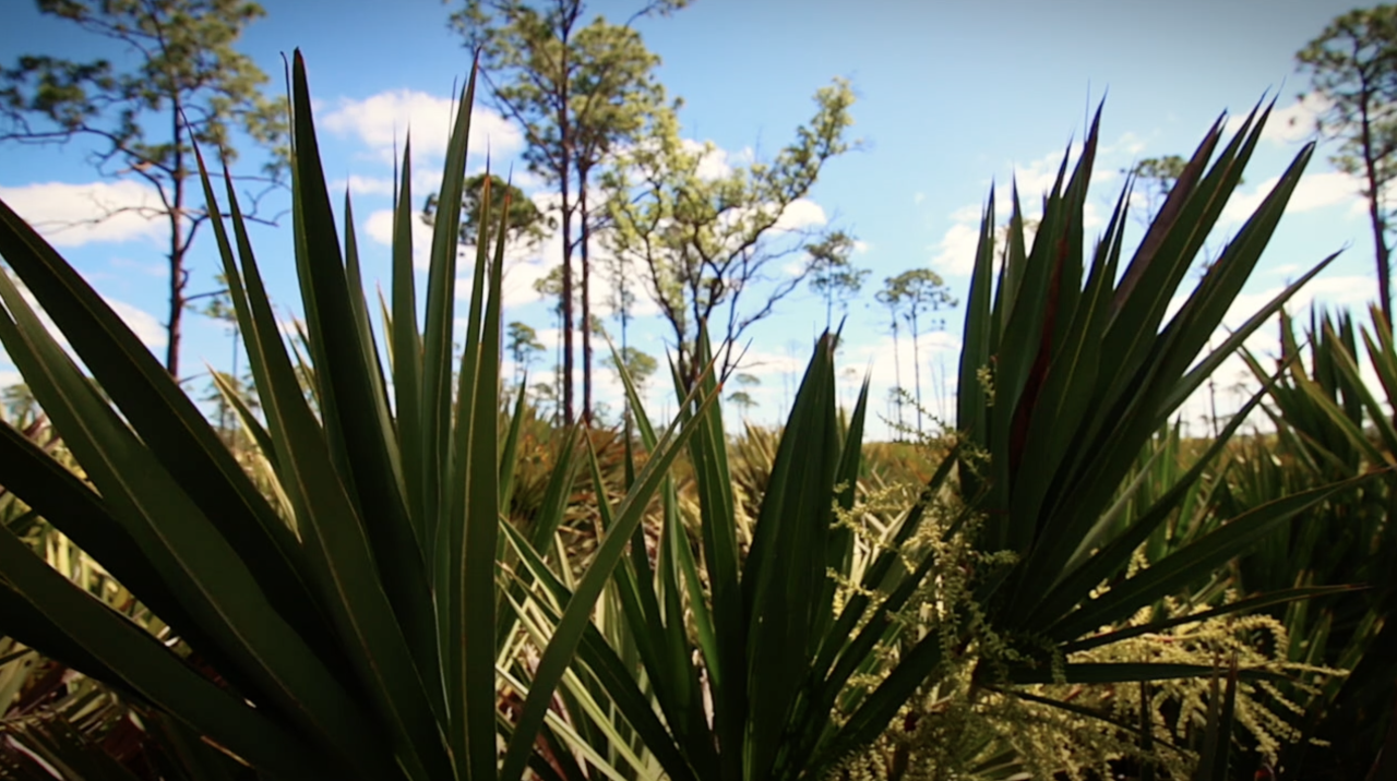 Tampa Bay in 1776: A wild frontier few of us would recognize today