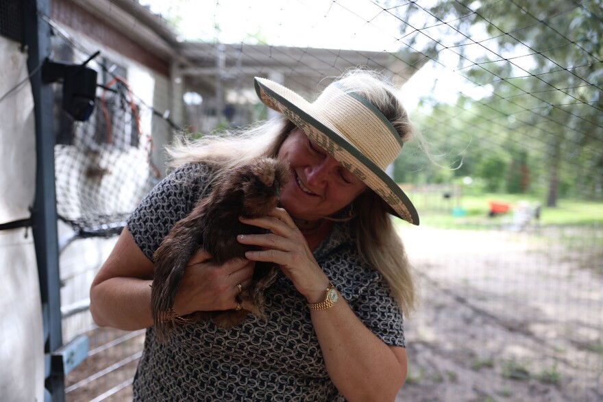 Whitney Mulqueen holds one of her chickens whose eggs contribute to her Celtic Community Farm Stand in Morriston, Fla., on Thursday, June 4, 2026. (Kaley Mantz/WUFT News)