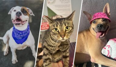 Adopt a pet in Miami-Dade for $2.50 – NBC 6 South Florida