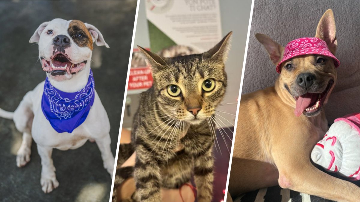 Adopt a pet in Miami-Dade for $2.50 – NBC 6 South Florida