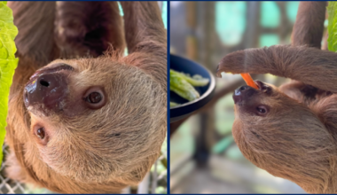 Willow, recued Sloth World Sloth, has died, zoo says