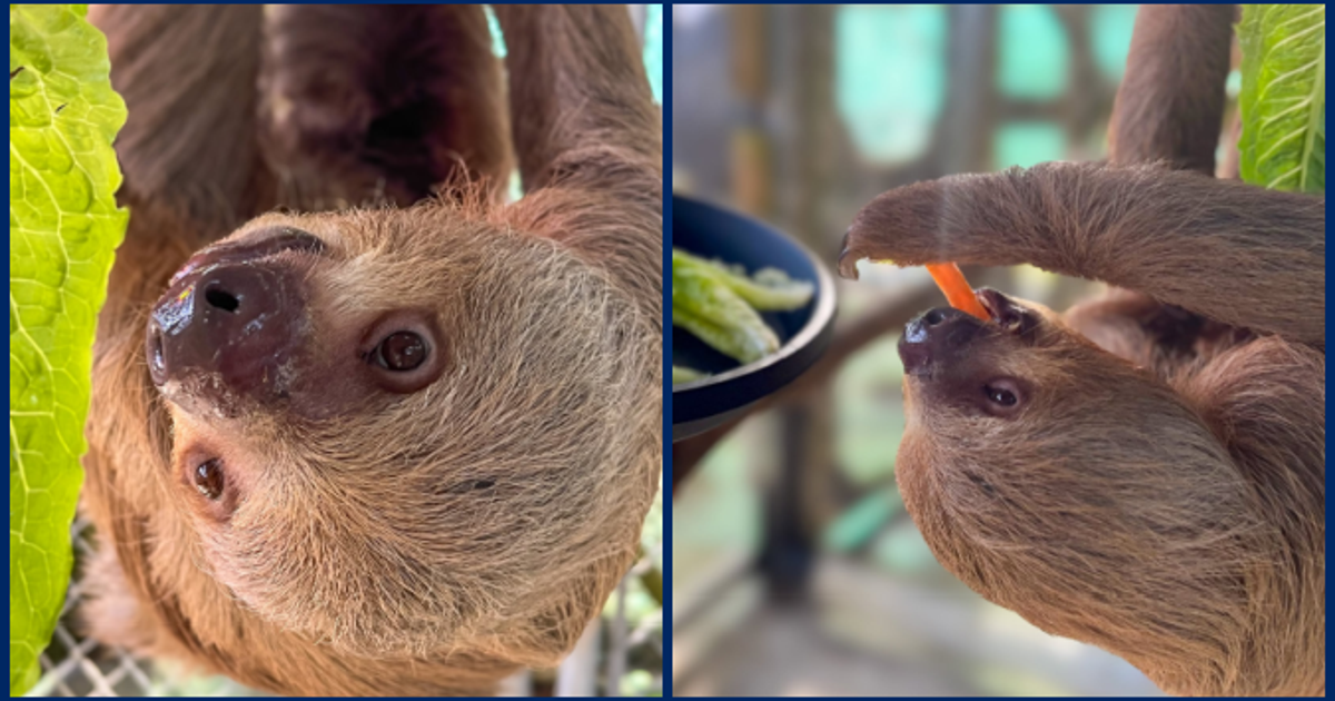 Willow, recued Sloth World Sloth, has died, zoo says