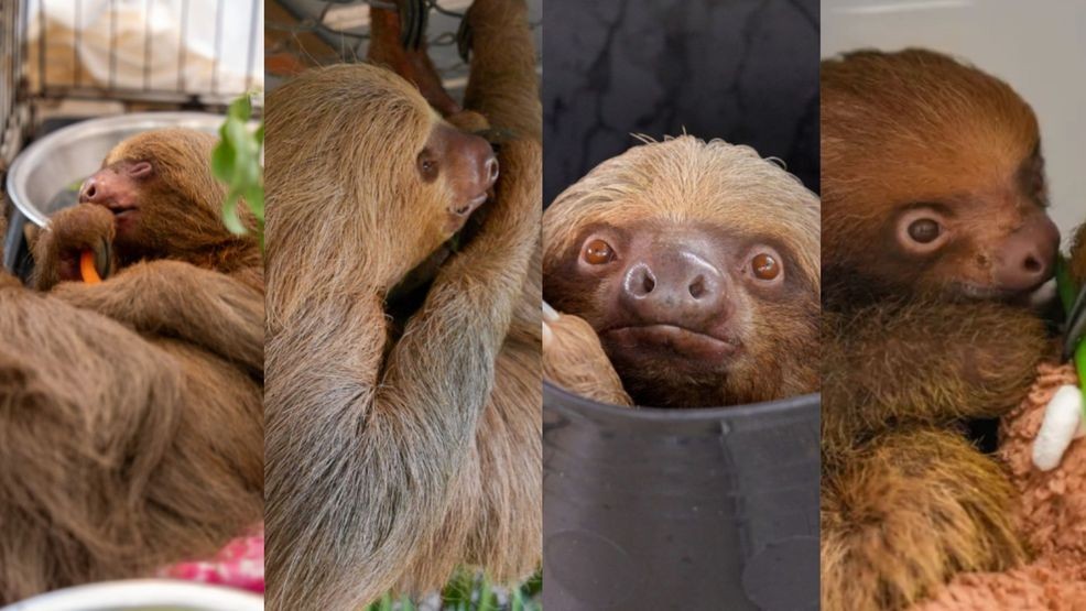 {p}Her death is the latest in a series of losses tied to the rescue effort. Prior to Willow, four other sloths under or shortly after transfer into care — Bandit, Habanero, Dumpling, and a baby sloth named Mr. Ginger — died as a result of severe health complications. (Central Florida Zoo & Botanical Gardens){/p}