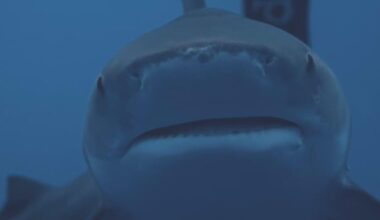 South Florida shark diving operators push back against Florida Safe Seas Act: "There's a huge double standard here"