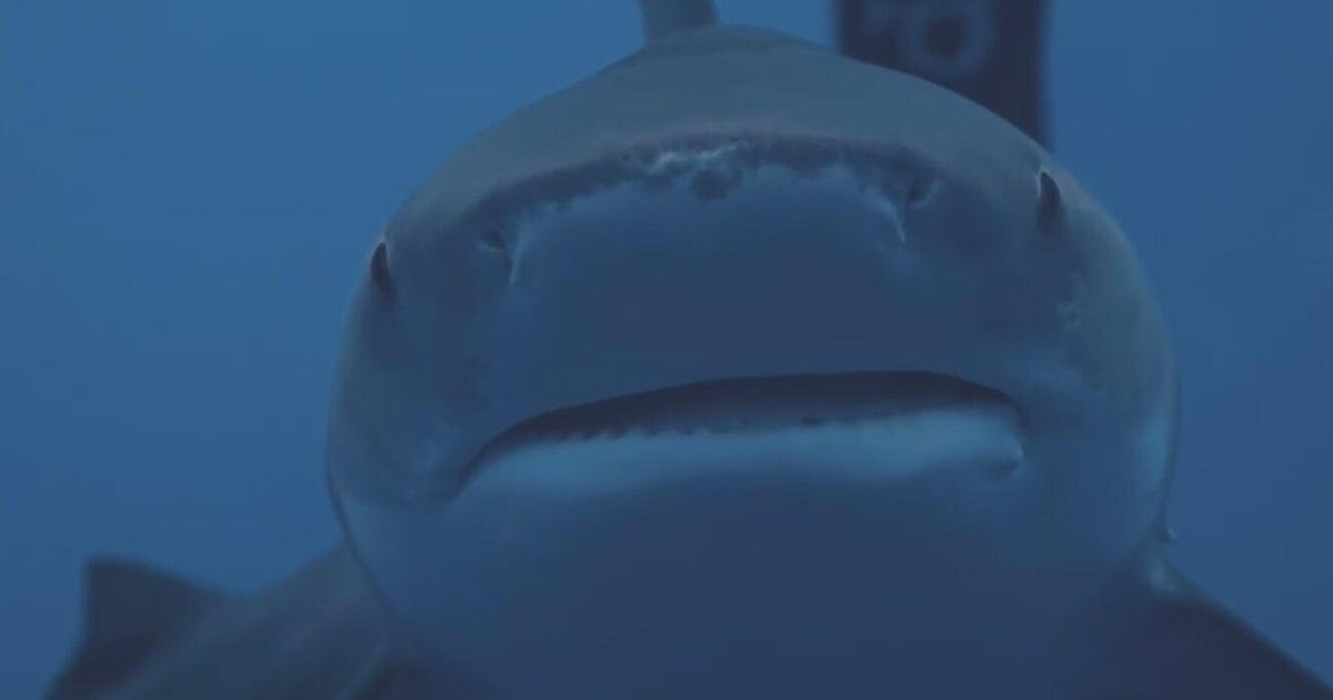 South Florida shark diving operators push back against Florida Safe Seas Act: "There's a huge double standard here"