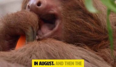 Sloth World sloth Willow euthanized, Central Florida Zoo announces