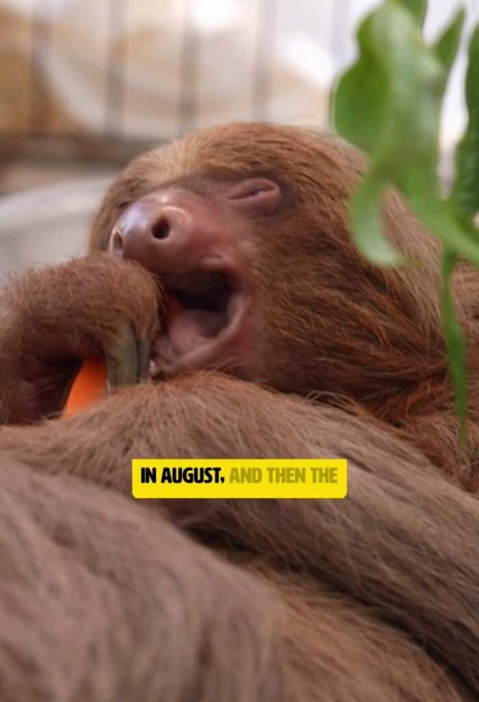 Sloth World sloth Willow euthanized, Central Florida Zoo announces