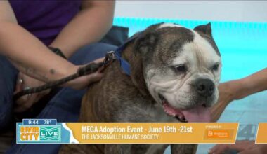Passion 4 Pets: Mega Adoption event, June 19th