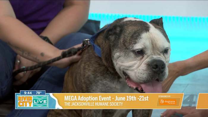 Passion 4 Pets: Mega Adoption event, June 19th