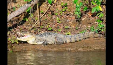 That’s not an alligator — but it’s slowly invaded Florida, experts say