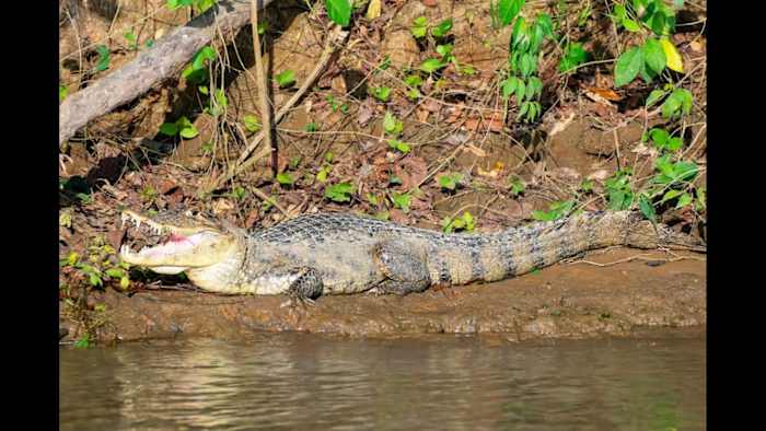 That’s not an alligator — but it’s slowly invaded Florida, experts say