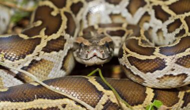 Florida Scientists Broke Their Own Record Removing 4 Tons of Pythons