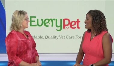 The importance of help for spaying & neutering during kitten season