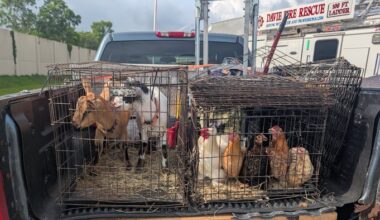 Davie firefighters rescue petting zoo animals after I-75 crash
