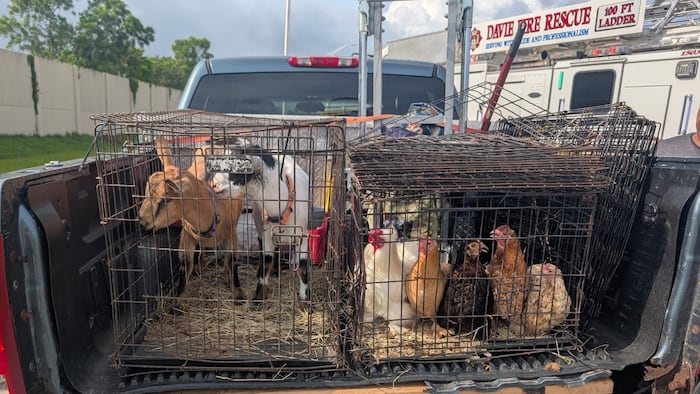 Davie firefighters rescue petting zoo animals after I-75 crash