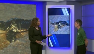 Jacksonville University launches turtle initiative
