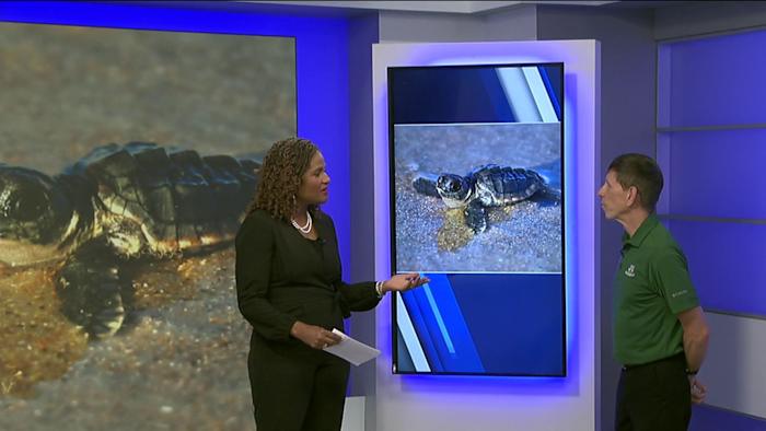 Jacksonville University launches turtle initiative