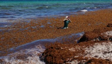 Smelly sargassum inundates Florida beaches. These states could be next