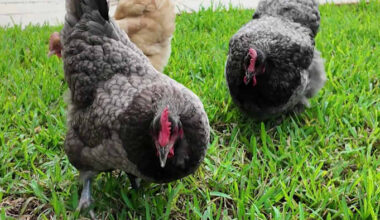 Casselberry backyard chicken debate heads to city hall