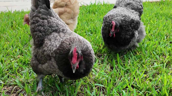 Casselberry backyard chicken debate heads to city hall