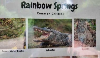 Swimming back open at Florida state park after alligator that bit a snorkeler is removed
