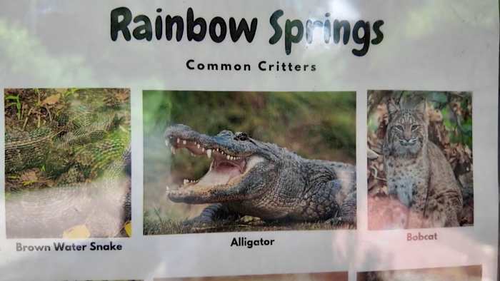 Swimming back open at Florida state park after alligator that bit a snorkeler is removed