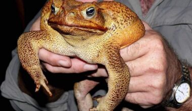 How to keep your dog safe from invasive, toxic toads