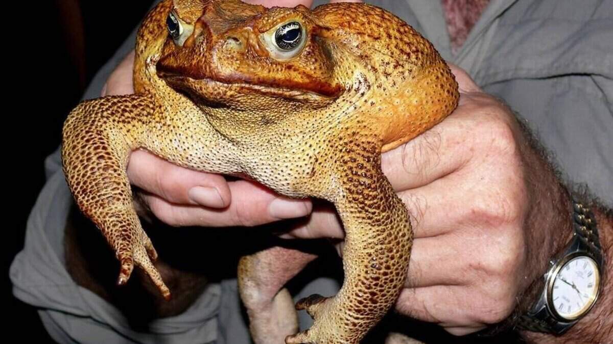 How to keep your dog safe from invasive, toxic toads