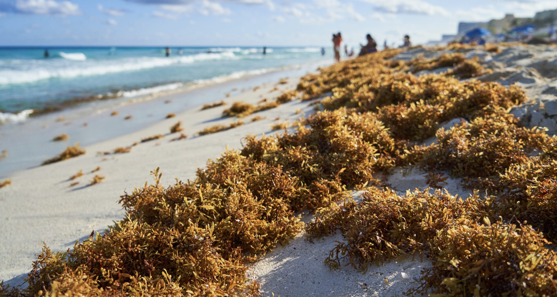 Why is There Stinky Seaweed All Over Florida Beaches?