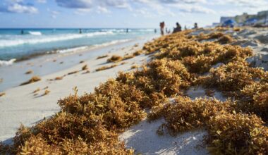 Why is There Stinky Seaweed All Over Florida Beaches?