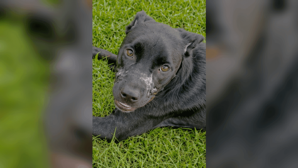 Florida woman arrested after dog's mouth found taped shut: sheriff (Photo: Polk County Sheriff's Office)