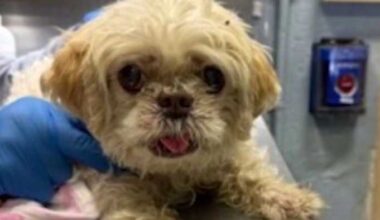 Missing Florida dog found over 1,000 miles away