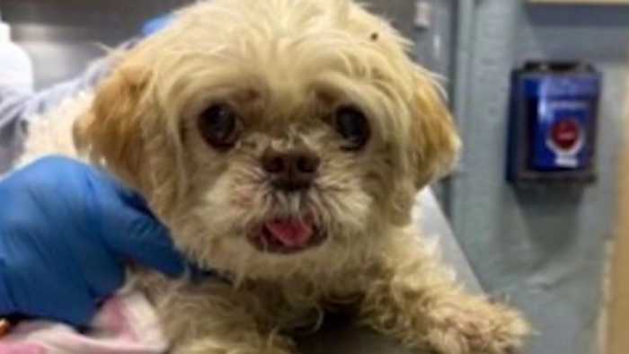 Missing Florida dog found over 1,000 miles away