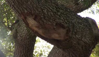 ‘It draws a red flag:’ Winter Springs addresses concerns over tree removal spending