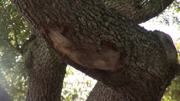 ‘It draws a red flag:’ Winter Springs addresses concerns over tree removal spending