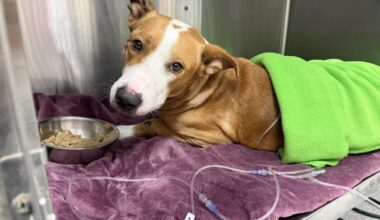 A man franticly walks through the door at Gulf Coast Humane Society . . .