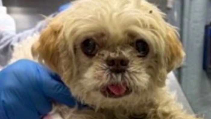Lost Florida dog travels 1,000 miles home from New York